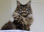 black-tabby Maine Coon