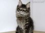 black-tabby-ticked Maine Coon Kitten