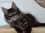 black-tabby-ticked Maine Coon Kitten