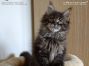 black-tabby-ticked Maine Coon Kitten