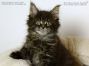 black-tabby-ticked Maine Coon Kitten