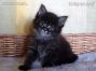 Maine Coon Kitten