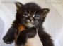 black-tabby-ticked Maine Coon Baby