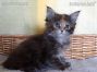 female black-torbie Maine Coon Babie