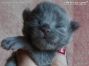 blue Maine Coon Baby