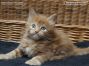 red Maine Coon Baby