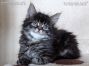 Maine Coon Baby, Katzenbaby