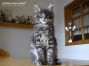 blue-tabby-cl Maine Coon Baby