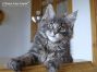 blue-tabby-cl Maine Coon