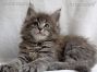 blue-tabby-cl Maine Coon Katzenbaby