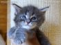 Maine Coon Katzenbaby aus Dresden