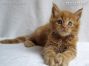 Maine Coon Kitten aus Dresden