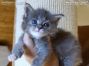 Maine Coon Baby aus Dresden