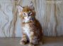 rotes Maine Coon Baby aus Dresden
