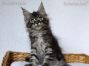 black-silver-tabby-cl Maine Coon Kitten