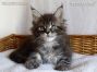 black-silver-tabby-cl Maine Coon Kitten aus Dresden