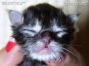 male black-tabby-cl Maine Coon Babie