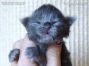 Maine Coon Baby aus Friedrichswalde