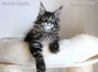 Maine Coon Welpe aus Sachsen