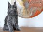 Maine Coon Baby aus dem Bahretal