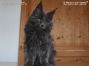 Maine Coon Baby aus dem Bahretal