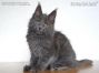 Maine Coon Welpe aus Sachsen