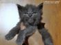 Maine Coon Kitten aus Sachsen