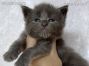 Maine Coon Kitten aus Dresden