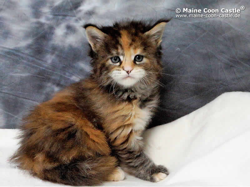 Maine Coon Mischung braun