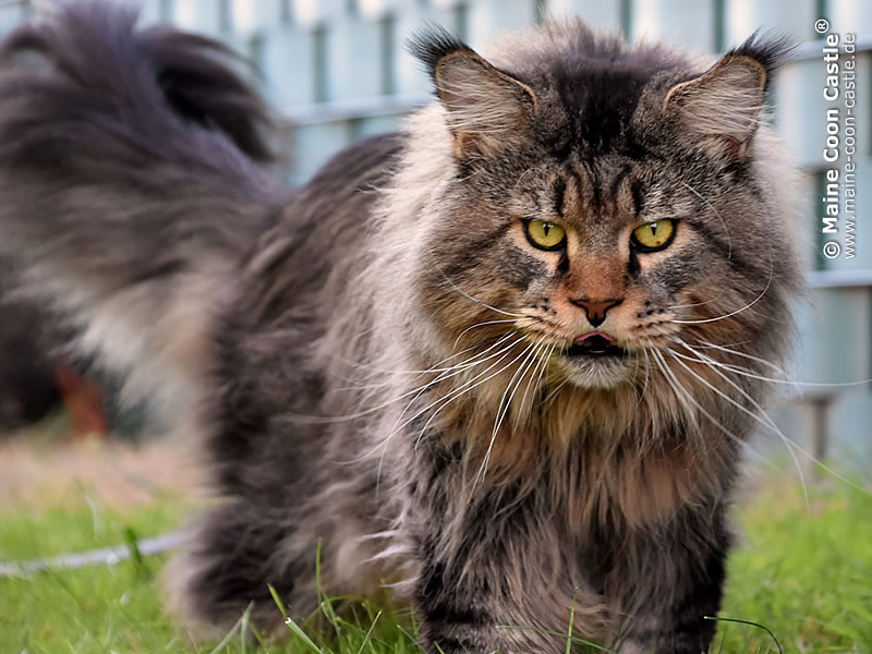 Maine Coon Yaron Of Brendas Garden Of The Cattery Maine