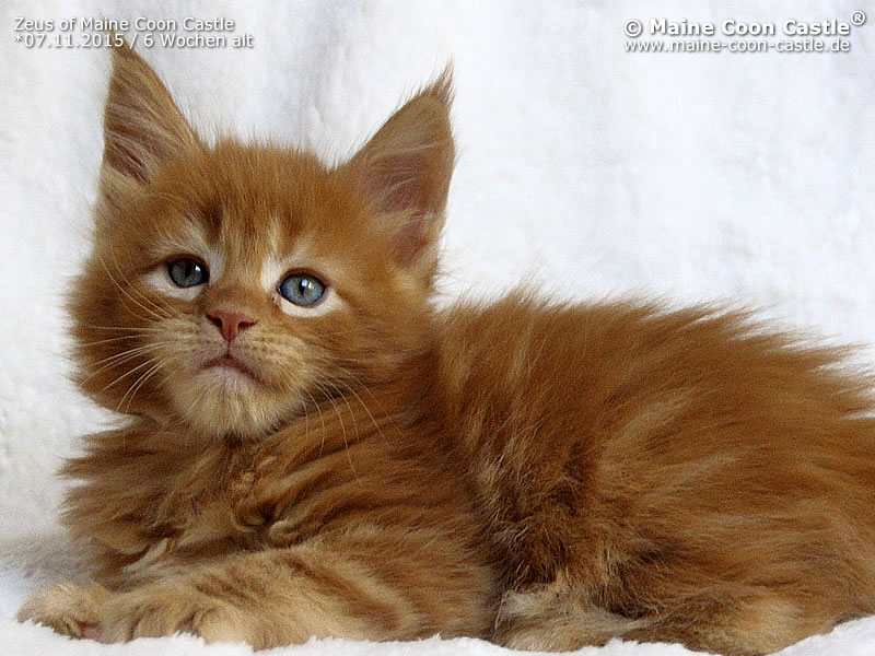 Maine Coon Castle Ist Eine Maine Coon Katzenzucht In Der